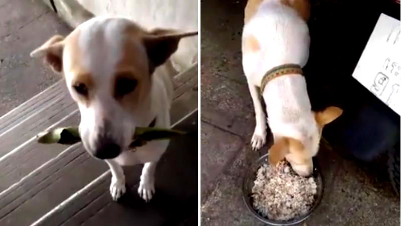 Stray Dog in Thailand Offers Leaf to Strangers to Beg For Food