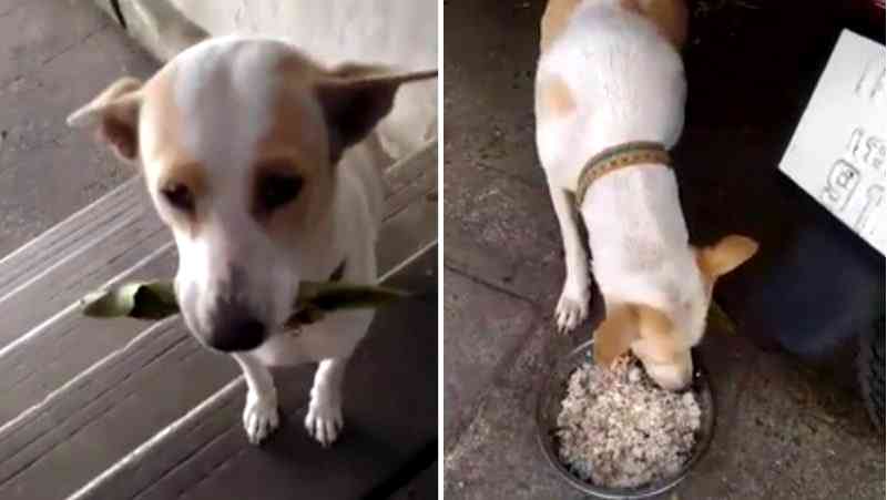Stray Dog in Thailand Offers Leaf to Strangers to Beg For Food