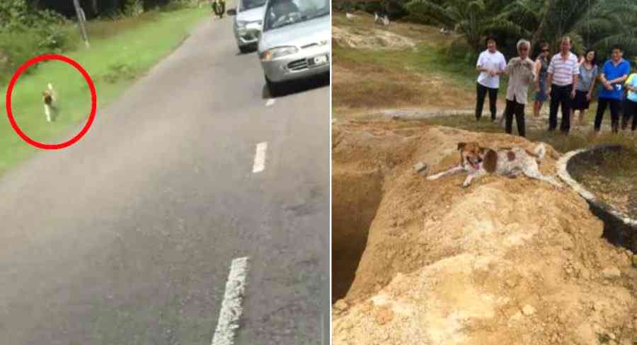 Loyal Dog Walks 2 Miles to Attend Owner’s Funeral in Malaysia