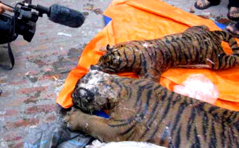 Vietnamese Police Find Five Frozen Tigers in Man’s Freezer