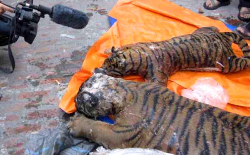 Vietnamese Police Find Five Frozen Tigers in Man’s Freezer