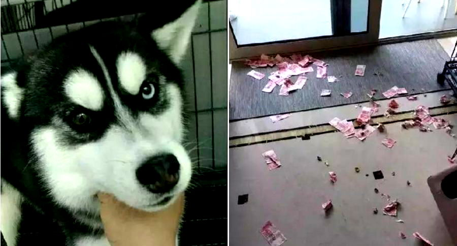 Husky Betrays Owner By Digging Up Cash Savings He was Hiding From His Wife