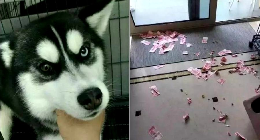 Husky Betrays Owner By Digging Up Cash Savings He was Hiding From His Wife