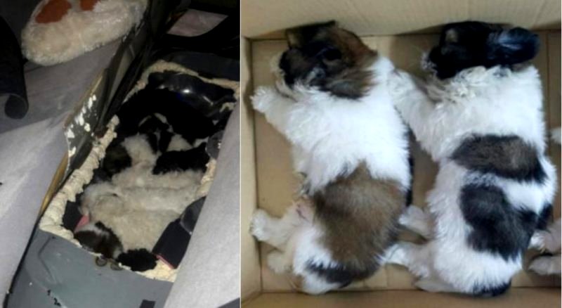 Man Arrested for Trying to Smuggle 11 Puppies From Malaysia to Singapore