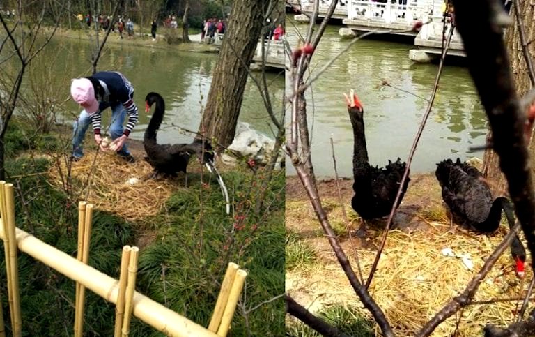 Pathetic Human in China Destroys Black Swan’s Eggs as Mother Looks on Helplessly
