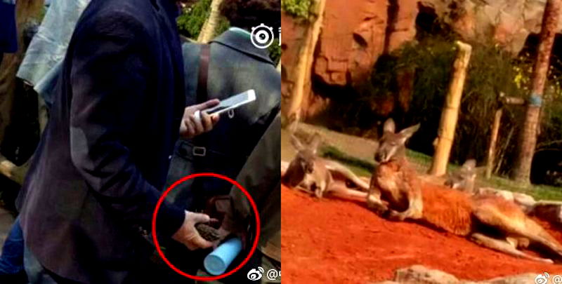 Man Caught on Video Throwing Rocks at Sleeping Kangaroos in Chinese Zoo to Get Them to Jump