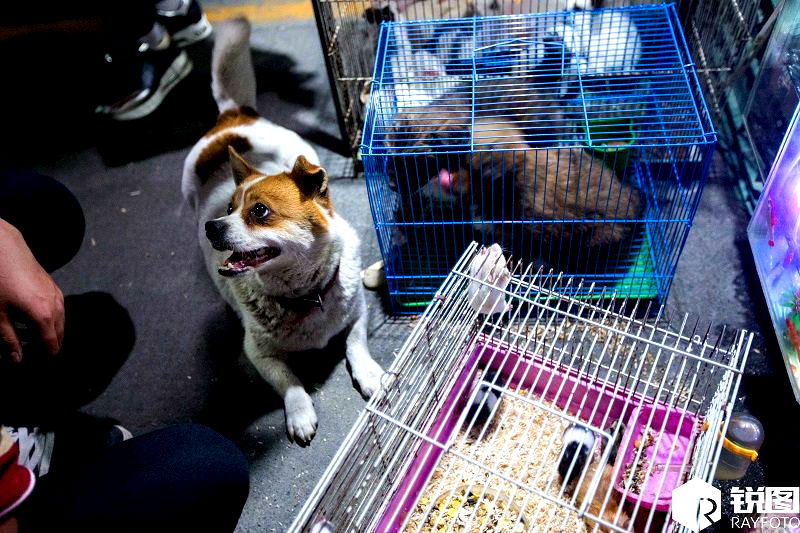 Heartbroken Mother Dog Watches as Her Newborn Puppies Are Sold at a Chinese Market