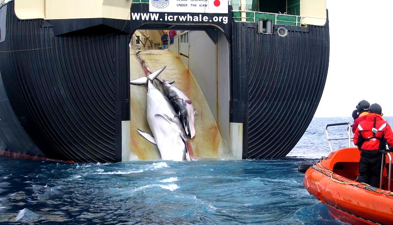 Whaling Fleet Returns to Japan After Slaughtering 300 Whales in Antarctica for ‘Science’