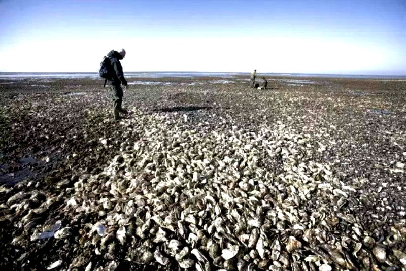 Denmark Has an Invasive Oyster Problem, Chinese Netizens Offer to Eat Them All