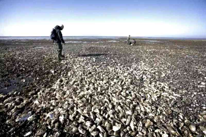 Denmark Has an Invasive Oyster Problem, Chinese Netizens Offer to Eat Them All