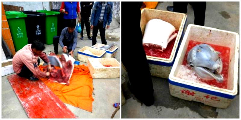 Chinese Men Face Criminal Charges After Butchering Endangered Baby Dolphin on the Street