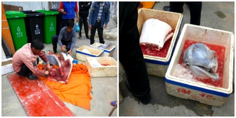 Chinese Men Face Criminal Charges After Butchering Endangered Baby Dolphin on the Street