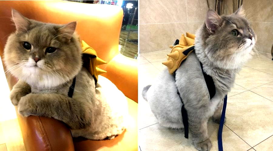 The World’s Fluffiest Cat is an Instagram Star in Thailand