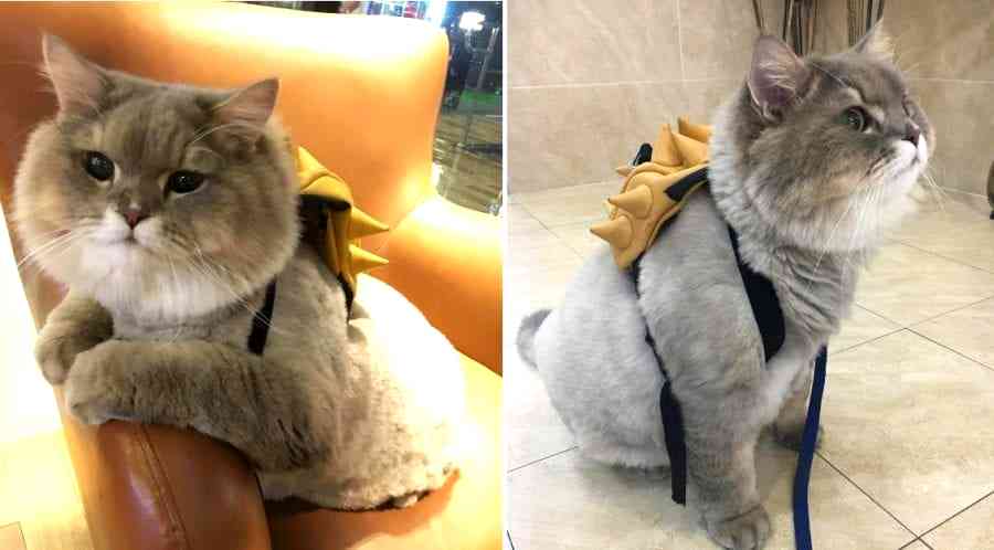 The World’s Fluffiest Cat is an Instagram Star in Thailand