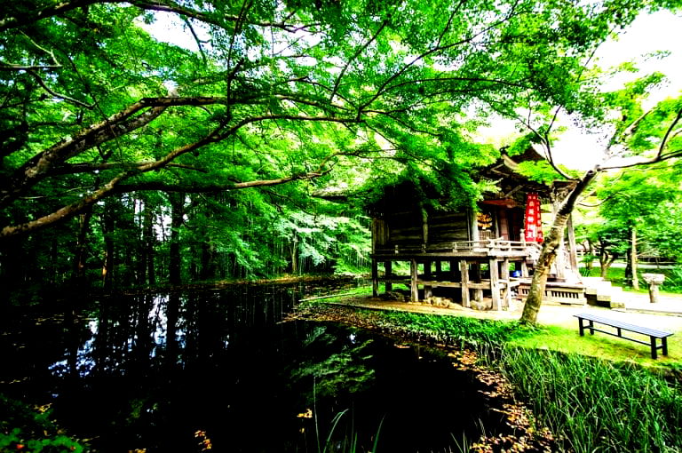 Japanese People are ‘Forest Bathing’ for Good Health and It’s Backed By Science