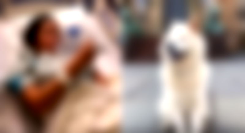Asian Family Seeks Justice For a Hit and Run That Left Daughter Severely Injured, Puppy Dead