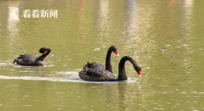 Thieves Arrested for Eating Black Swan They Stole From a Park in Shanghai