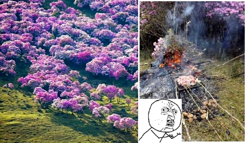 Gorgeous Flowering Trees in Chinese Countryside Get Trashed by Local Tourists