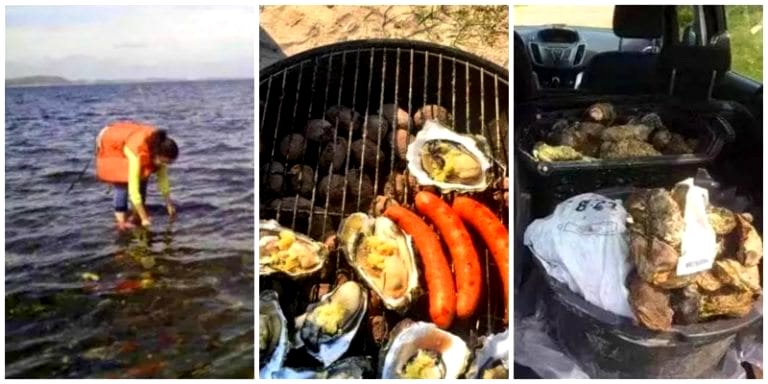 Chinese Woman Collects and Eats 440 Pounds of Invasive Oysters in Denmark