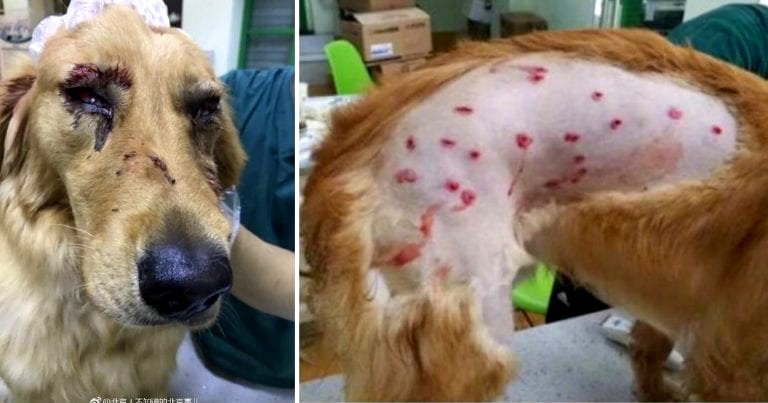 Pet Owner Demands Answers After Dog Suffers Severe Injuries From Airport Staff in China