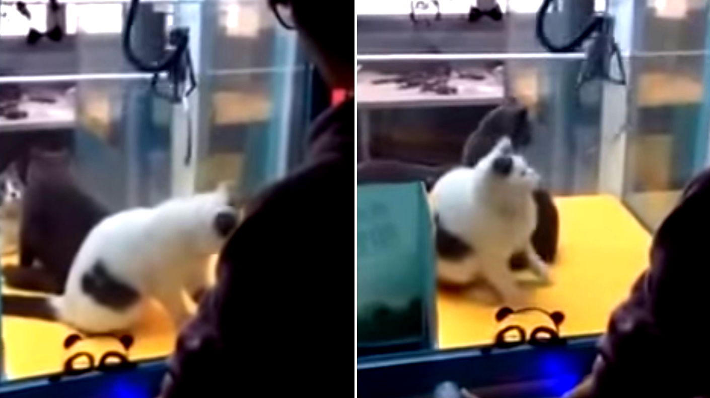 Chinese Netizens Outraged Over a Claw Machine That Uses Live Cats Instead of Toys