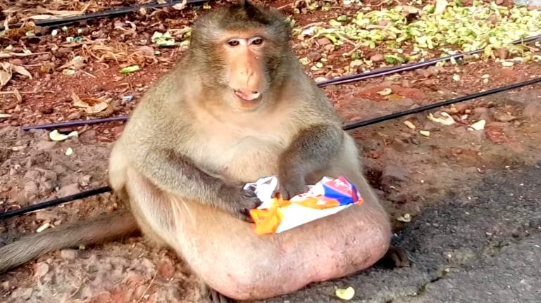 Extremely Overweight Monkey Rescued and Sent to Fat Camp in Thailand