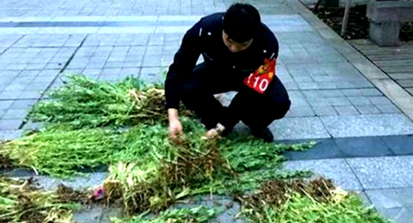 Elderly Chinese Man Arrested for Growing 800 Opium Poppies For Food Seasoning