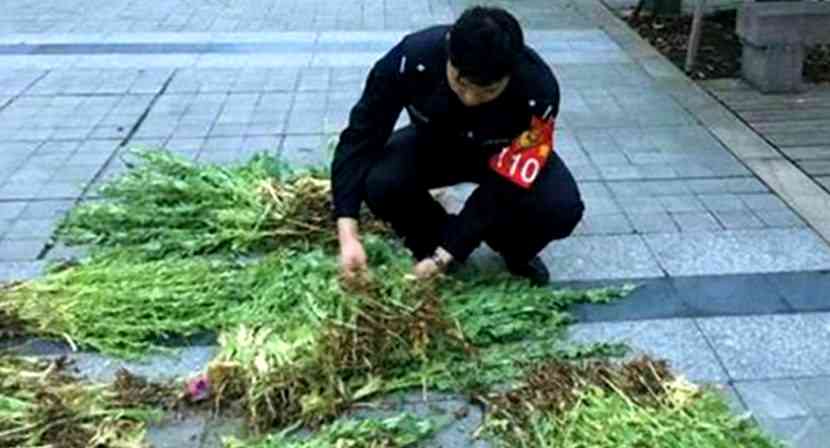 Elderly Chinese Man Arrested for Growing 800 Opium Poppies For Food Seasoning