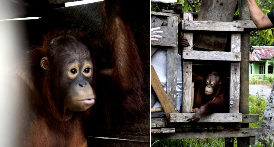 Orangutan Forced to Live In Tiny Box For Two Years in Indonesia Finally Rescued