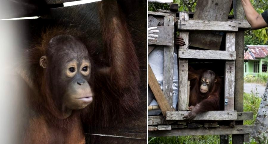 Orangutan Forced to Live In Tiny Box For Two Years in Indonesia Finally Rescued