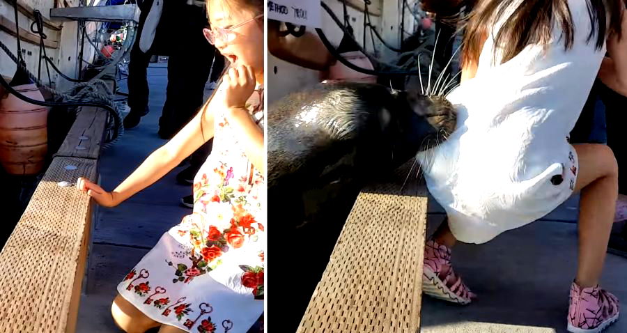 Sea Lion Pulls Terrified Little Girl Into the Water at Canadian Harbor