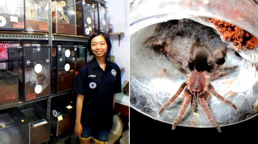 Meet the Indonesian Woman Who Lives With 1,500 Tarantulas