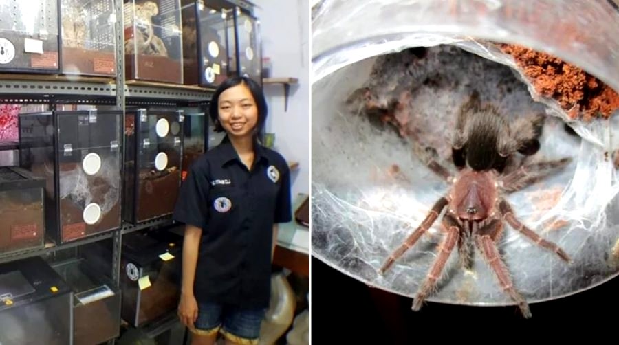 Meet the Indonesian Woman Who Lives With 1,500 Tarantulas