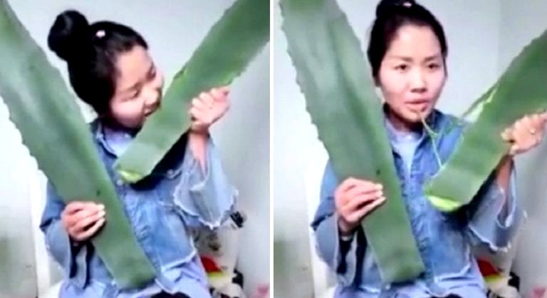 Woman Live-Streams Herself Eating ‘Aloe Vera’, Realizes It’s A Poisonous Plant