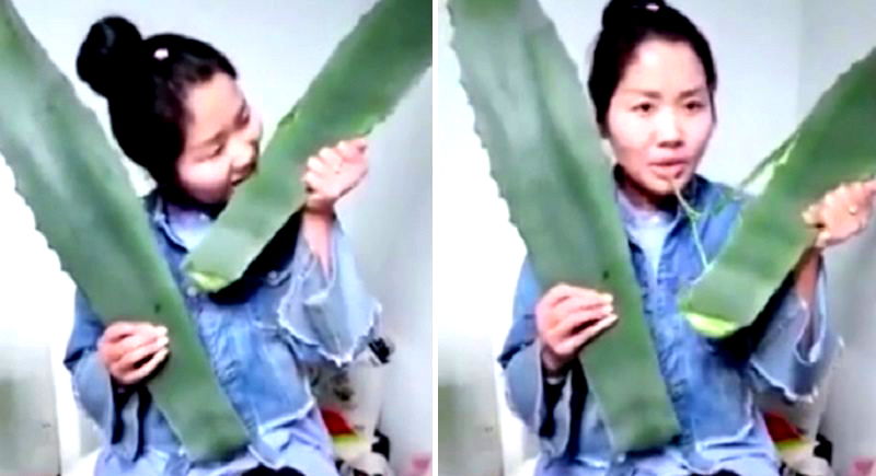 Woman Live-Streams Herself Eating ‘Aloe Vera’, Realizes It’s A Poisonous Plant