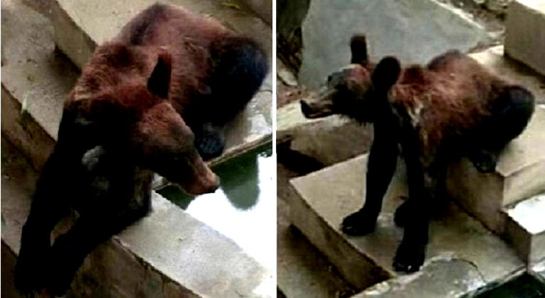 ‘Malnourished’ Bear in Chinese Zoo Draws Outrage, Owner Claims It’s Perfectly Fine