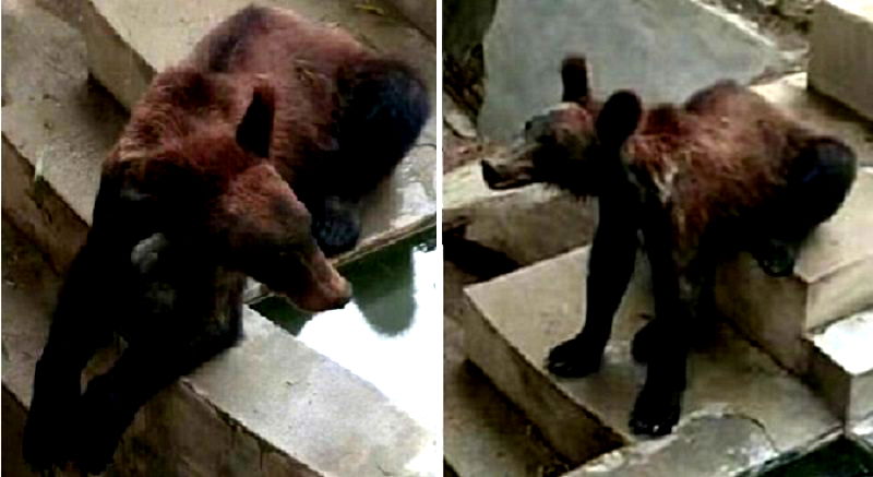 ‘Malnourished’ Bear in Chinese Zoo Draws Outrage, Owner Claims It’s Perfectly Fine