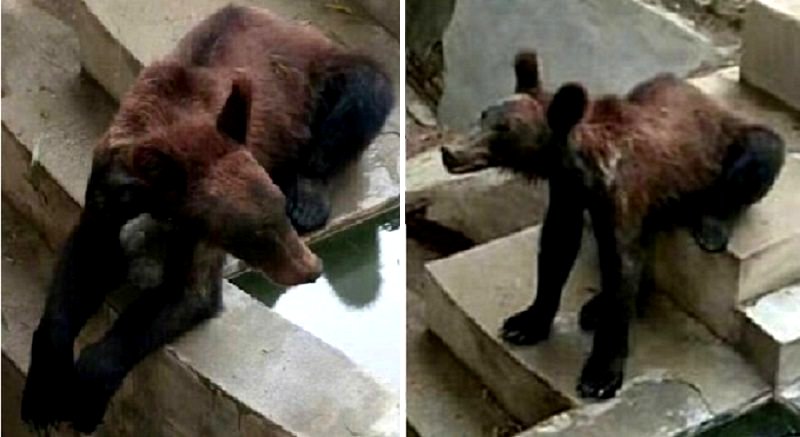 ‘Malnourished’ Bear in Chinese Zoo Draws Outrage, Owner Claims It’s Perfectly Fine