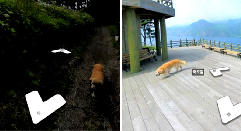 Adorable Dog Goes Viral For Photobombing Street View Photos in South Korea