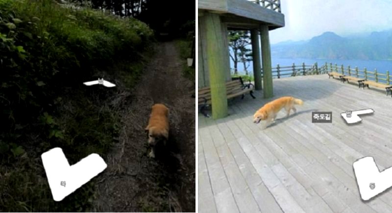 Adorable Dog Goes Viral For Photobombing Street View Photos in South Korea