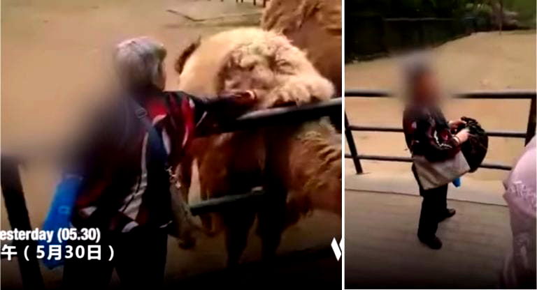 Elderly Woman Caught Ripping Hair Off Camel to Take Home at Zoo in China