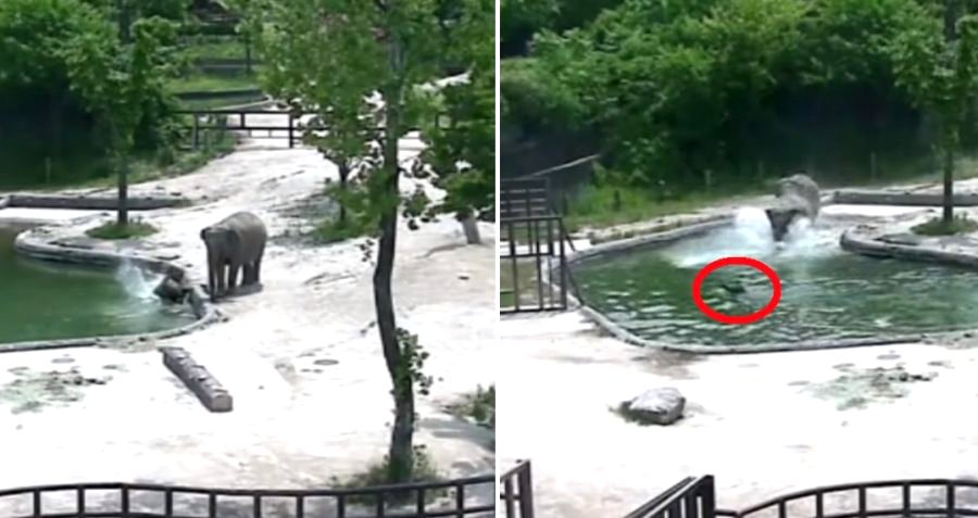 Elephants Squad Up to Rescue Baby From Drowning at South Korean Zoo