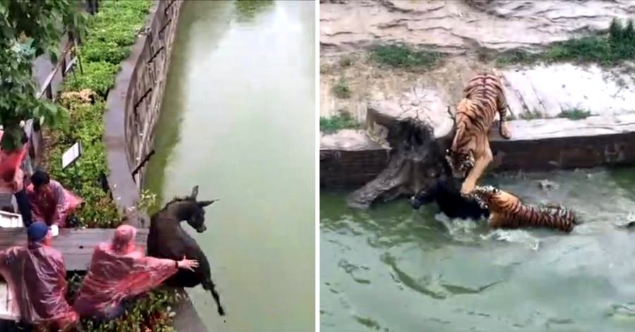 Horrified Witnesses Watch as Chinese Zoo Feeds Live Donkey to Tigers