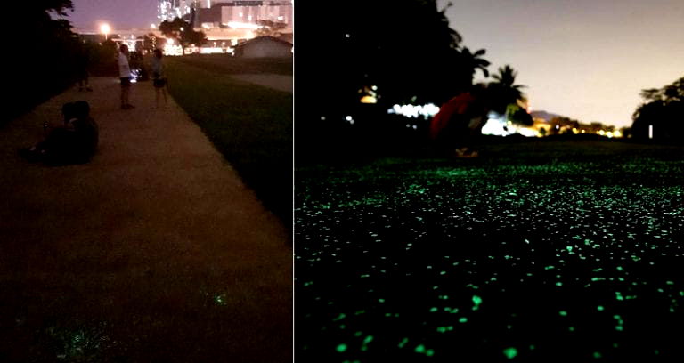 Singapore is Testing Out Glow-in-the-Dark Pathways