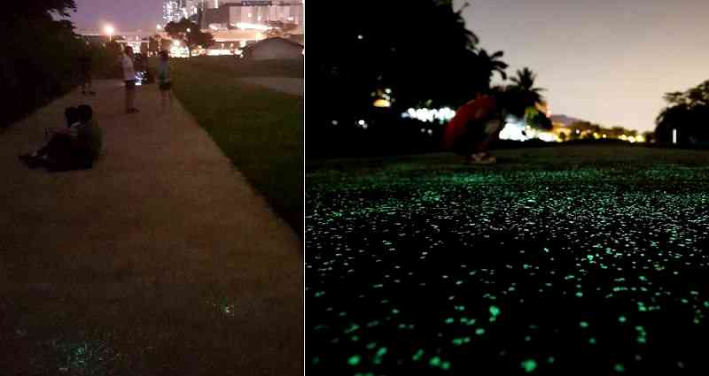 Singapore is Testing Out Glow-in-the-Dark Pathways
