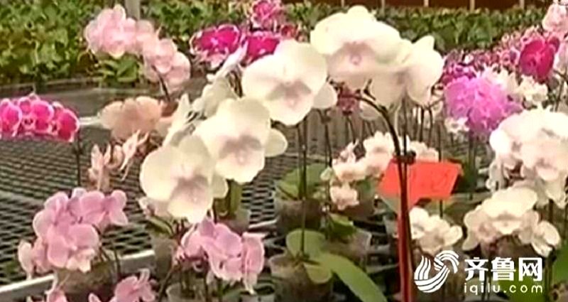 Woman Mistakenly Takes Home a Rare Flower Worth $3 Million in China