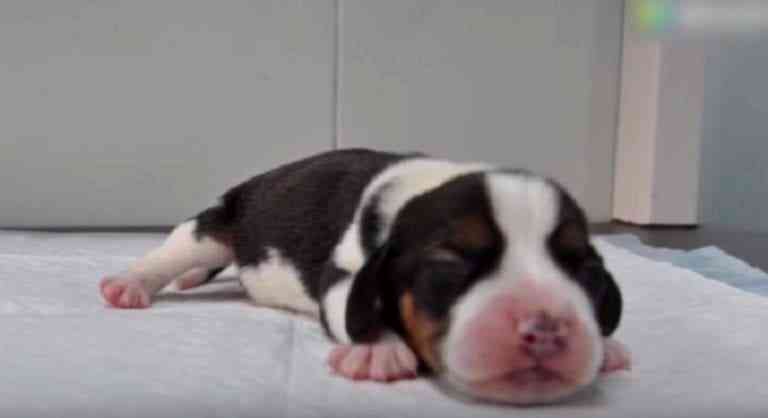 China Successfully Clones World’s First Genetically Engineered Puppy, Plans to Mass Produce