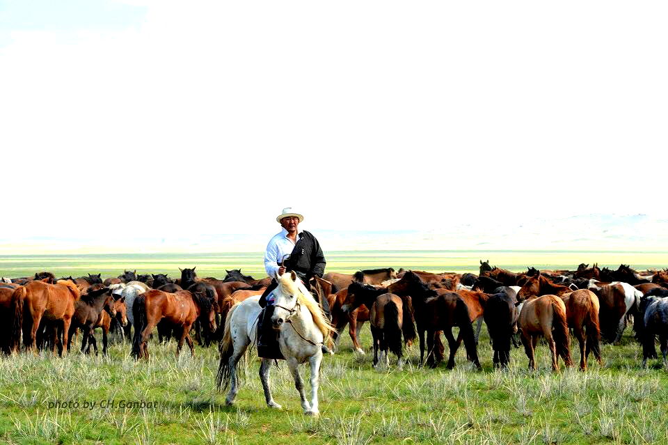 Battulga Horses