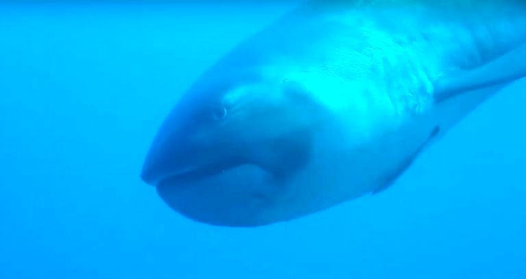 Extremely Rare ‘Megamouth’ Shark Caught On Video Off Indonesia