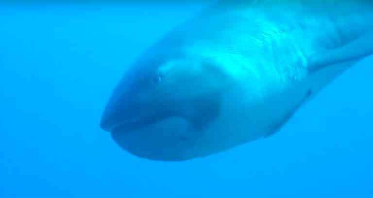Extremely Rare ‘Megamouth’ Shark Caught On Video Off Indonesia